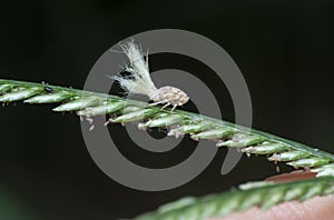 close shot of the white Flatid planthopper nymph