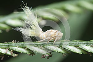 close shot of the white Flatid planthopper nymph