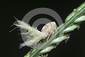 close shot of the white Flatid planthopper nymph