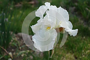 Close shot of white flower of bearded iris in May