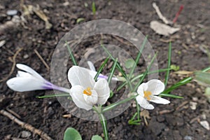 Close shot of white flowers of Crocus vernus