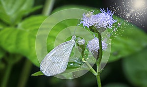 Close shot of white lycaenidae butterfly