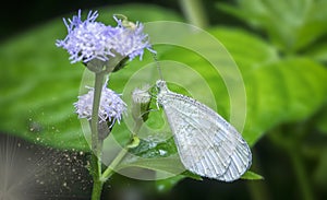 Close shot of white lycaenidae butterfly