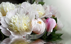 Close shot of white peony flowers and buds on the water.