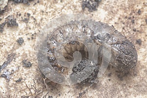 Close shot of the white soil beetle larvae