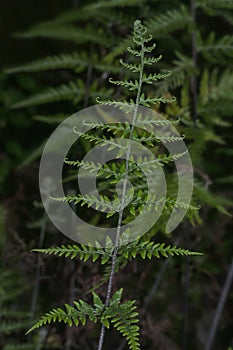 Close shot of the wild athyrium filix-femina or Squirrel`s foot fern.