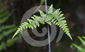 Close shot of the wild athyrium filix-femina or Squirrel`s foot fern. photo