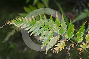 Close shot of the wild athyrium filix-femina or Squirrel`s foot fern. photo