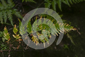 Close shot of the wild athyrium filix-femina or Squirrel`s foot fern. photo