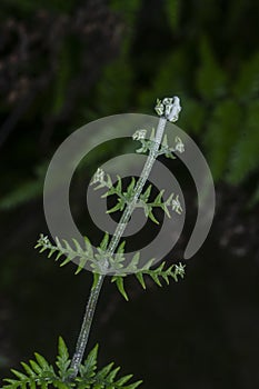 Close shot of the wild athyrium filix-femina or Squirrel`s foot fern. photo