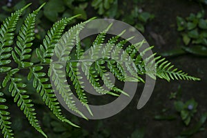 Close shot of the wild athyrium filix-femina or Squirrel`s foot fern. photo