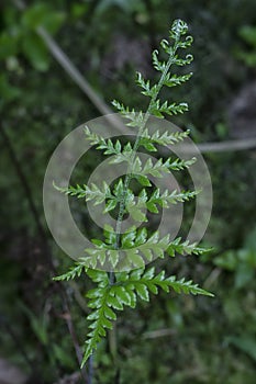 Close shot of the wild athyrium filix-femina or Squirrel`s foot fern. photo