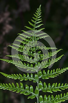 Close shot of the wild athyrium filix-femina or Squirrel`s foot fern. photo