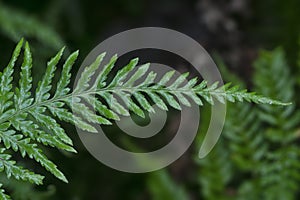 Close shot of the wild athyrium filix-femina or Squirrel`s foot fern. photo