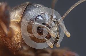 Close shot of the wild mole cricket.