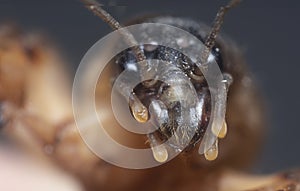 Close shot of the wild mole cricket.