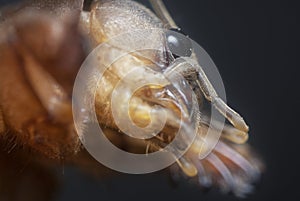 Close shot of the wild mole cricket.