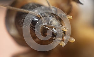 Close shot of the wild mole cricket.