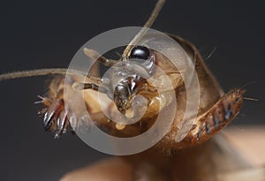 Close shot of the wild mole cricket.