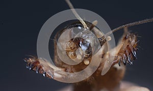 Close shot of the wild mole cricket.