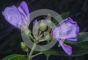 The wild purple melastoma malabathricum flower photo