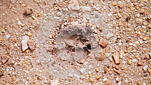 Close shot of wildcat footprint on ground. Following footsteps of african predator wildlife in savanna. Exploring