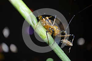 Close shot of yellow assassin bug.