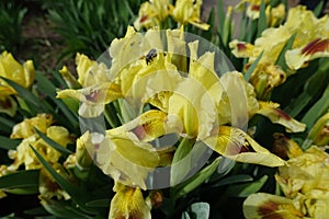 Close shot of yellow and brown flowers of bearded iris