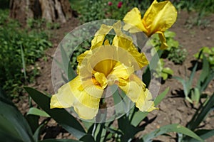 Close shot of yellow flower of bearded iris