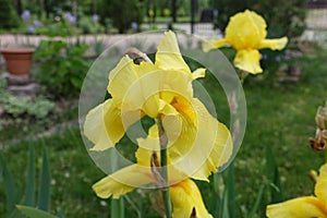 Close shot of yellow flower of bearded iris