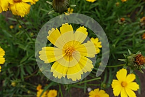 Close shot of yellow flower of Coreopsis lanceolata in June