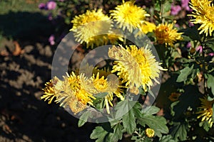 Close shot of yellow flowers of Chrysanthemum in November