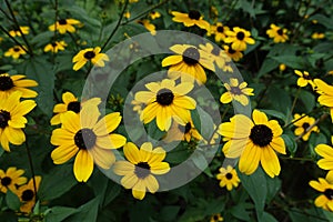 Close shot of yellow flowers of Rudbeckia triloba