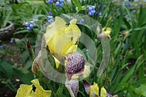 Close shot of yellow, purple and white flower of Iris germanica