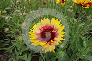 Close shot of yellow and red flower of Gaillardia aristata