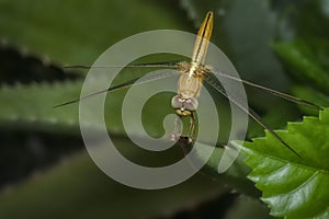 Close shot of the Yellow-sided Skimmer Dragonfly