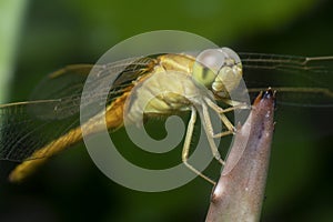 Close shot of the Yellow-sided Skimmer Dragonfly