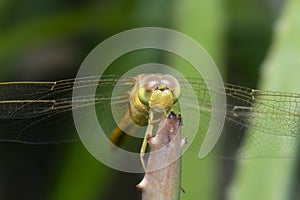 Close shot of the Yellow-sided Skimmer Dragonfly