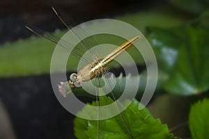 Close shot of the Yellow-sided Skimmer Dragonfly