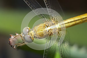 Close shot of the Yellow-sided Skimmer Dragonfly