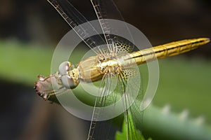 Close shot of the Yellow-sided Skimmer Dragonfly