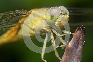 Close shot of the Yellow-sided Skimmer Dragonfly