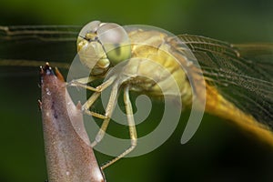 Close shot of the Yellow-sided Skimmer Dragonfly