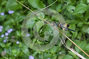 Close shot of the yellow-striped flutterer dragonfly