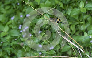 Close shot of the yellow-striped flutterer dragonfly