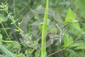 Close shot of the yellow-striped flutterer dragonfly