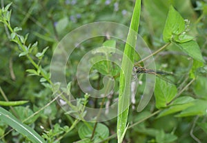 Close shot of the yellow-striped flutterer dragonfly