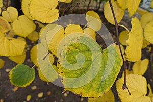 Close shot of yellowish green leaf of lime