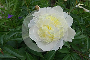 Close shot of yellowish white flower of peony in May