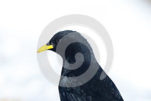 Close side view alpine chough pyrrhocorax graculus white backg